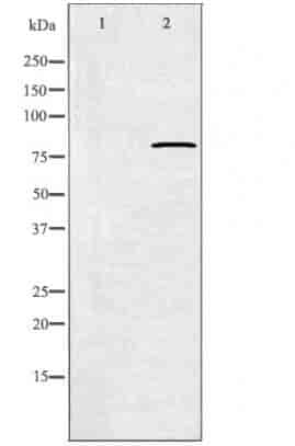 CAPN11 Antibody - Click Image to Close